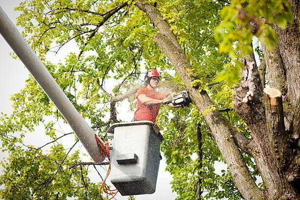  , USA Tree Care Pros